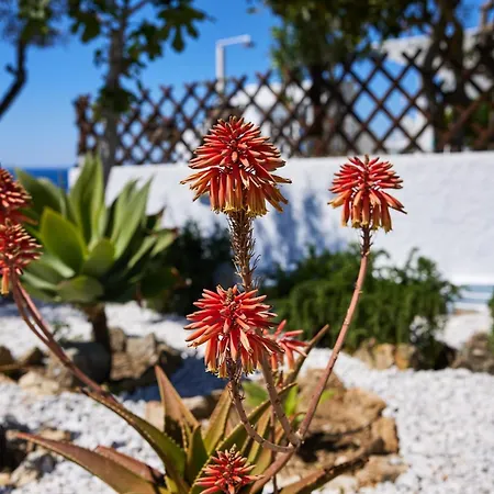 Casa de Férias Lily Mykonos